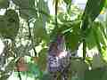 Allens Hummingbird chick preening Cat.#V15577, 1920x1080 H.264/AVC/AVCHD(.MTS), 16 sec. at 30fps 