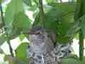 Allens Hummingbird chick sleeping on nest edge Cat.#V15583, 1920x1080 H.264/AVC/AVCHD(.MTS), 8 sec. at 30fps 