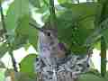 Allens Hummingbird chick sitting on nest looking around Cat.#V15587, 1920x1080 H.264/AVC/AVCHD(.MTS), 13 sec. at 30fps 