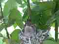 Allens Hummingbird chick resting face view Cat.#V15588, 1920x1080 H.264/AVC/AVCHD(.MTS), 2 sec. at 30fps 