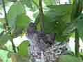 Allens Hummingbird chick preening looking around Cat.#V15595, 1920x1080 H.264/AVC/AVCHD(.MTS), 35 sec. at 30fps 