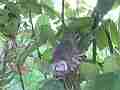 Allens Hummingbird chick stretching buzzing wide angle Cat.#V15603, 1920x1080 H.264/AVC/AVCHD(.MTS), 26 sec. at 30fps 