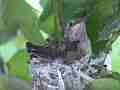 Allens Hummingbird chick restng zoomed Cat.#V15604, 1920x1080 H.264/AVC/AVCHD(.MTS), 8 sec. at 30fps 