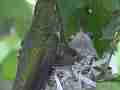 Allens Hummingbird zoomed fly-in feeding zoom out fly-off Cat.#V15606, 1920x1080 H.264/AVC/AVCHD(.MTS), 22 sec. at 30fps 