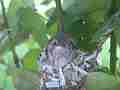 Allens Hummingbird chick pooping Cat.#V15608, 1920x1080 H.264/AVC/AVCHD(.MTS), 11 sec. at 30fps 