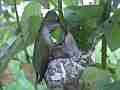 Allens Hummingbird feeding and fly-off Cat.#V15609, 1920x1080 H.264/AVC/AVCHD(.MTS), 12 sec. at 30fps 
