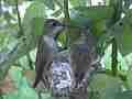Allens Hummingbird chick refuses feeding (sword fight!) Cat.#V15610, 1920x1080 H.264/AVC/AVCHD(.MTS), 22 sec. at 30fps 
