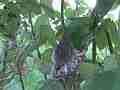 Allens Hummingbird chick preening on nest edge wobbly Cat.#V15615, 1920x1080 H.264/AVC/AVCHD(.MTS), 11 sec. at 30fps 