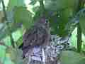 Allens Hummingbird chick resting on nest edge Cat.#V15618, 1920x1080 H.264/AVC/AVCHD(.MTS), 12 sec. at 30fps 