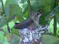 Allens Hummingbird chick buzzing around climbing into nest Cat.#V15622, 1920x1080 H.264/AVC/AVCHD(.MTS), 13 sec. at 30fps 
