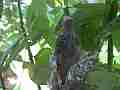 Allens Hummingbird chick preening on nest looking around Cat.#V15634, 1920x1080 H.264/AVC/AVCHD(.MTS), 26 sec. at 30fps 