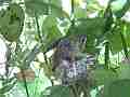 Allens Hummingbird chick wobbly stretch preen wing buzz wide angle Cat.#V15650, 1920x1080 H.264/AVC/AVCHD(.MTS), 33 sec. at 30fps 