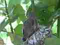 Allens Hummingbird chick preening on nest Cat.#V15652, 1920x1080 H.264/AVC/AVCHD(.MTS), 11 sec. at 30fps 