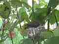 Allens Hummingbird chick stretching and figiting in nest wide angle Cat.#V15660, 1920x1080 H.264/AVC/AVCHD(.MTS), 14 sec. at 30fps 