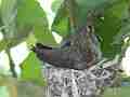 Allens Hummingbird chick looking around from in nest zoomed Cat.#V15662, 1920x1080 H.264/AVC/AVCHD(.MTS), 5 sec. at 30fps 