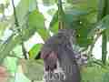 Allens Hummingbird chick stretching and preening on nest zoomed Cat.#V15670, 1920x1080 H.264/AVC/AVCHD(.MTS), 19 sec. at 30fps 