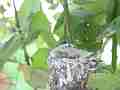 Allens Hummingbird empty nest just after chick left Cat.#V15672, 1920x1080 H.264/AVC/AVCHD(.MTS), 18 sec. at 30fps 