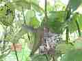 Allens Hummingbird hen returns to poke around empty nest Cat.#V15681, 1920x1080 H.264/AVC/AVCHD(.MTS), 10 sec. at 30fps 