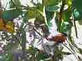 Allen's Hummingbird shading nest with wings and tail Cat.#V15800, 1280x720 H.264/MPEG-4 AVC/avc1(.MP4), 37 sec. at 31.239fps 