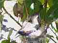 Allen's Hummingbird sitting on nest in bright sun patch Cat.#V15801, 1280x720 H.264/MPEG-4 AVC/avc1(.MP4), 15 sec. at 31.239fps 