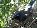 Scrub Jay documentary bird in nest GoPro Hero3+ Black Cat.#V16982, 1920x1080 H.264/MPEG-4 AVC(avc1), 13 sec. at 30fps 
