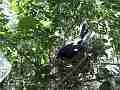 Scrub Jay documentary bird in nest wide view GoPro Hero3+ Black Cat.#V16984, 1920x1080 H.264/MPEG-4 AVC(avc1), 13 sec. at 30fps 