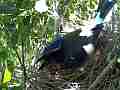 Scrub Jay documentary bird in nest mouth open panting GoPro Hero3+ Black Cat.#V16986, 1920x1080 H.264/MPEG-4 AVC(avc1), 11 sec. at 30fps 