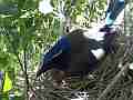 Scrub Jay documentary bird in nest GoPro Hero3+ Black Cat.#V16987, 1920x1080 H.264/MPEG-4 AVC(avc1), 14 sec. at 30fps 