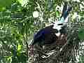 Scrub Jay documentary bird in nest GoPro Hero3+ Black Cat.#V16988, 1920x1080 H.264/MPEG-4 AVC(avc1), 18 sec. at 30fps 
