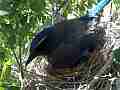 Scrub Jay Nest documentary bird shading 2 eggs GoPro Hero3+ Black Cat.#V16992, 1920x1080 H.264/MPEG-4 AVC(avc1), 17 sec. at 30fps 