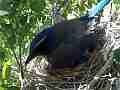 Scrub Jay Nest documentary 2 eggs bird in nest GoPro Hero3+ Black Cat.#V16993, 1920x1080 H.264/MPEG-4 AVC(avc1), 12 sec. at 30fps 