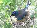 Scrub Jay Nest documentary bird shading 2 eggs GoPro Hero3+ Black Cat.#V16996, 1920x1080 H.264/MPEG-4 AVC(avc1), 21 sec. at 30fps 