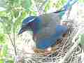 Scrub Jay Nest documentary bird shading 2 eggs GoPro Hero3+ Black Cat.#V16997, 1920x1080 H.264/MPEG-4 AVC(avc1), 35 sec. at 30fps 