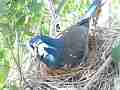 Scrub Jay Nest documentary bird in nest GoPro Hero3+ Black Cat.#V16998, 1920x1080 H.264/MPEG-4 AVC(avc1), 15 sec. at 30fps 