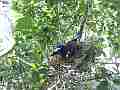 Scrub Jay Nest documentary bird stands up shades 2 eggs wide view GoPro Hero3+ Black Cat.#V16999, 1920x1080 H.264/MPEG-4 AVC(avc1), 29 sec. at 30fps 