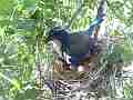 Scrub Jay Nest documentary bird shading 2 eggs GoPro Hero3+ Black Cat.#V17000, 1920x1080 H.264/MPEG-4 AVC(avc1), 23 sec. at 30fps 