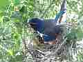 Scrub Jay Nest documentary bird shading 2 eggs GoPro Hero3+ Black Cat.#V17001, 1920x1080 H.264/MPEG-4 AVC(avc1), 23 sec. at 30fps 