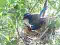 Scrub Jay documentary bird shading 2 eggs GoPro Hero3+ Black Cat.#V17002, 1920x1080 H.264/MPEG-4 AVC(avc1), 32 sec. at 30fps 