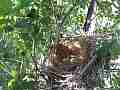 Scrub Jay Nest documentary with 2 eggs GoPro Hero3+ Black Cat.#V17005, 1920x1080 H.264/MPEG-4 AVC(avc1), 37 sec. at 30fps 