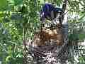 Scrub Jay documentary bird returns to nest with 2 eggs GoPro Hero3+ Black Cat.#V17006, 1920x1080 H.264/MPEG-4 AVC(avc1), 98 sec. at 30fps 