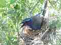 Scrub Jay documentary bird panting in nest with 2 eggs GoPro Hero3+ Black Cat.#V17007, 1920x1080 H.264/MPEG-4 AVC(avc1), 26 sec. at 30fps 