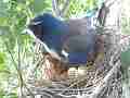 Scrub Jay documentary bird shading 2 eggs in nest GoPro Hero3+ Black Cat.#V17009, 1920x1080 H.264/MPEG-4 AVC(avc1), 14 sec. at 30fps 