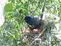 Scrub Jay documentary bird shading 2 eggs in nest wide view GoPro Hero3+ Black Cat.#V17010, 1920x1080 H.264/MPEG-4 AVC(avc1), 44 sec. at 30fps 
