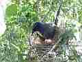 Scrub Jay documentary bird shading 2 eggs in nest wide view GoPro Hero3+ Black Cat.#V17011, 1920x1080 H.264/MPEG-4 AVC(avc1), 12 sec. at 30fps 