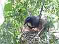 Scrub Jay documentary bird shading 2 eggs in nest wide view GoPro Hero3+ Black Cat.#V17012, 1920x1080 H.264/MPEG-4 AVC(avc1), 26 sec. at 30fps 