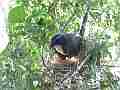 Scrub Jay documentary bird shading 2 eggs in nest wide view GoPro Hero3+ Black Cat.#V17013, 1920x1080 H.264/MPEG-4 AVC(avc1), 51 sec. at 30fps 