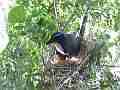 Scrub Jay documentary bird shading 2 eggs in nest wide view GoPro Hero3+ Black Cat.#V17014, 1920x1080 H.264/MPEG-4 AVC(avc1), 25 sec. at 30fps 