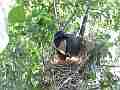 Scrub Jay documentary bird shading 2 eggs in nest panting GoPro Hero3+ Black Cat.#V17015, 1920x1080 H.264/MPEG-4 AVC(avc1), 20 sec. at 30fps 