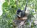 Scrub Jay documentary bird shading 2 eggs in nest wide view GoPro Hero3+ Black Cat.#V17018, 1920x1080 H.264/MPEG-4 AVC(avc1), 30 sec. at 30fps 