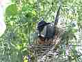Scrub Jay documentary bird shading 2 eggs in nest wide view GoPro Hero3+ Black Cat.#V17020, 1920x1080 H.264/MPEG-4 AVC(avc1), 31 sec. at 30fps 